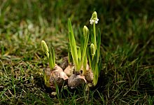 Zwiebeln von Traubenhyazinthen - Andrea Warnecke/dpa-tmn