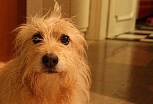 Das Opfer der Schl&auml;ge - FOTO: SILKE KR&Ouml;GER