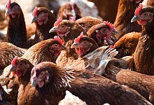 H&uuml;hner - picture alliance / Felix K&auml;stle/dpa/Symbolbild