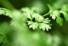 Kerbel - Foto: Andrea Warnecke