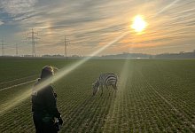 Zebra - -/Polizeipr&auml;sidium Mittelhessen/dpa