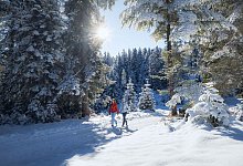 Winterwandern im Wildmoos - Region Seefeld/dpa-tmn