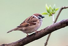 So kommen V&ouml;gel in den Garten - Foto: Andrea Warnecke/dpa-tmn/Archiv