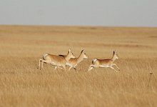 Eine Gruppe von mongolischen Gazellen. Eine Gazelle hat rechnerisch in f&uuml;nf Jahren den halben Erdball umrundet. - Ariunbaatar/dpa