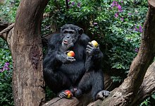 Schimpanse - Friso Gentsch/dpa