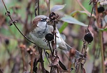 Haussperling - Foto: Corey T. Callaghan/dpa