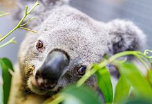 Koala Irwin im Duisburger Zoo - Christoph Reichwein/dpa