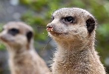 Erdm&auml;nnchen - Bernd W&uuml;stneck/dpa