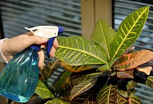 Sch&auml;dlingsbek&auml;mpfung - Foto: dpa