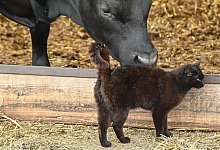 Jungbulle und Katze - Patrick Pleul/dpa-Zentralbild/ZB