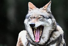 Wolf - Foto: Carsten Rehder/dpa