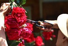 Ein Mann schneidet Blüten an einem Rosenstrauch ab - Karl-Josef Hildenbrand/dpa-tmn