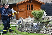 Feuerwehr befreit Fischreiher - Bludau/Foto Bludau/dpa