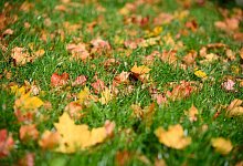 Laub einfach mitm&auml;hen? - Jonas Walzberg/dpa/dpa-tmn