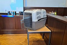 Hundebox - Christopher Eckl/APA/dpa