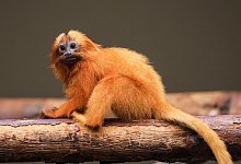L&ouml;wen&auml;ffchen im Zoo in K&ouml;ln - Oliver Berg/dpa