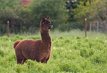 Alpaka Tyson - Foto: Gerald McInerney/dpa