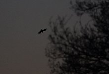 Fledermaus - Foto: Marcus Brandt/dpa