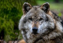 Wolf bei Hannover zerst&uuml;ckelt - Sina Schuldt/dpa