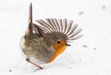 Weihnachtsvogel Rotkehlchen - Julian Stratenschulte/dpa/dpa-tmn
