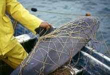 Kalifornischer Schweinswal - Cristian Faesi/WWF/dpa