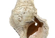 18.000 Jahre altes Schneckenhaus - Foto: Carole Fritz et al. 2021/CNRS/dpa