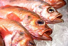 Rotbarsche - Robert Günther/dpa-tmn