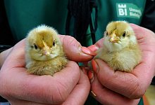 kennhuhn-kuken - Kurt Ehmke