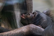 Bonobo-Nachwuchs - Lisa-Marie Grimmer/Wilhelma/dpa