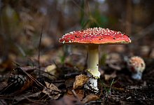 Fliegenpilz - Hendrik Schmidt/dpa-Zentralbild/dpa