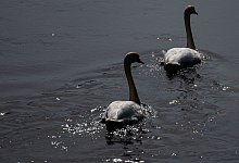 Naturschutzprojekt zur Rettung des Leipziger Auwalds - Hendrik Schmidt/dpa