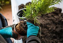 Lebensbaum Thuja "Brabant" - Christin Klose/dpa-tmn