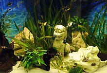 Aquarium Reinigung - Foto: Caroline Seidel