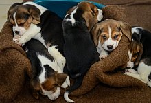 Welpen - Foto: David Ebener