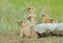 Murmeltiere in Kasachstan - Foto: Alyona Koshkina/ACBK/dpa