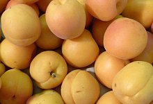 Gelbe Aprikosen - Foto: Andrea Warnecke