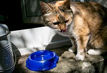 Stubentiger r&uuml;hrt kein Wasser an: Tricks f&uuml;r trinkfaule Katzen - Foto: Karolin Kr&auml;mer/dpa-tmn