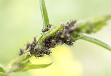 Es kreucht und fleucht: Blattl&auml;use befallen Pflanzen und k&ouml;nnen ihnen in gro&szlig;er Anzahl schaden. - Robert G&uuml;nther/dpa-tmn