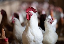 Tierhaltung - Marijan Murat/dpa/Symbolbild