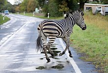 Zirkus-Zebras ausgebrochen - Foto: Bernd W&uuml;stneck/dpa-Zentralbild/dpa