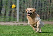 golden-retriever-750592_1280 - Pixabay