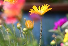 Blattlaus-Plage beginnt - Foto: Karl-Josef Hildenbrand/dpa-tmn