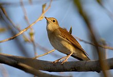 Nachtigall - Foto: Tom Dove/Nabu/dpa