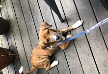 Hund &laquo;Sammy&raquo; - -/Polizeiinspektion Flughafen M&uuml;nchen /dpa