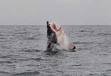 Verschwinden Weißer Haie stört Ökosystem - Neil Hammerschlag/Shark Research/dpa
