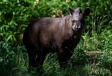 Flachlandtapir - Foto: Klaus-Dietmar Gabbert/dpa-Zentralbild/dpa