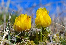 Adonisr&ouml;schen - Foto: Patrick Pleul/dpa-Zentralbild/dpa