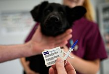 Hunde und Katzen chippen - Ina Fassbender/dpa-tmn