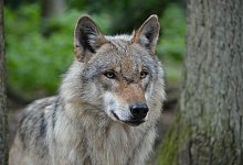 Der Wolf ist zur&uuml;ck in OWL - Jan Preller/Landesbetrieb Wald und Holz NRW