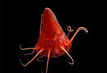 Helmqualle - Vanessa Stenvers/Geomar/dpa